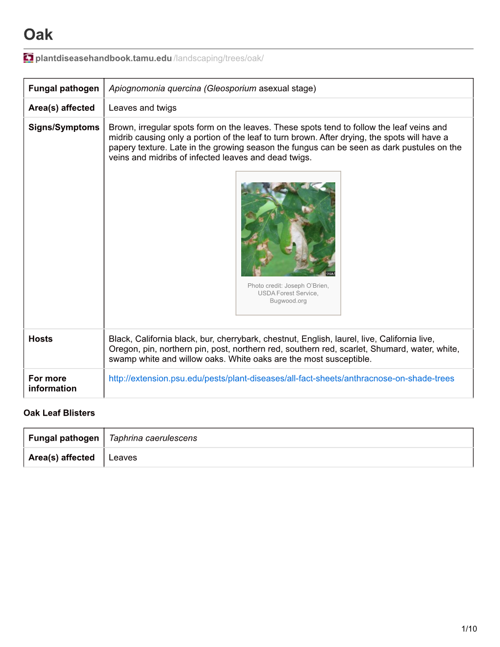 Plantdiseasehandbook.Tamu.Edu /Landscaping/Trees/Oak/ Fungal