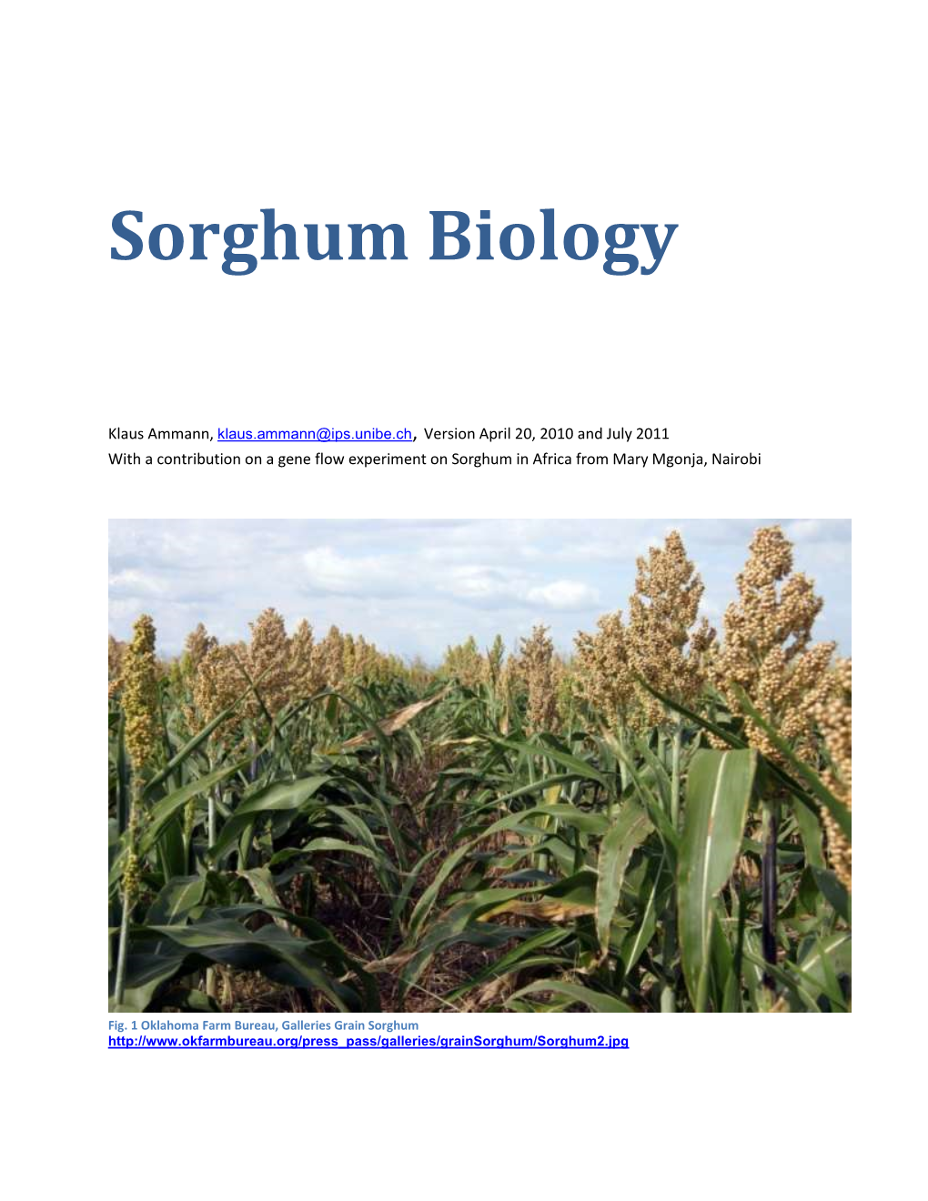 Sorghum Biology