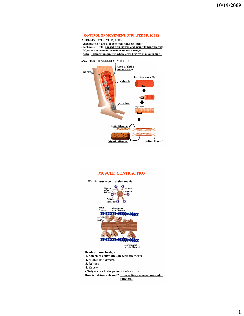 Muscle Contraction