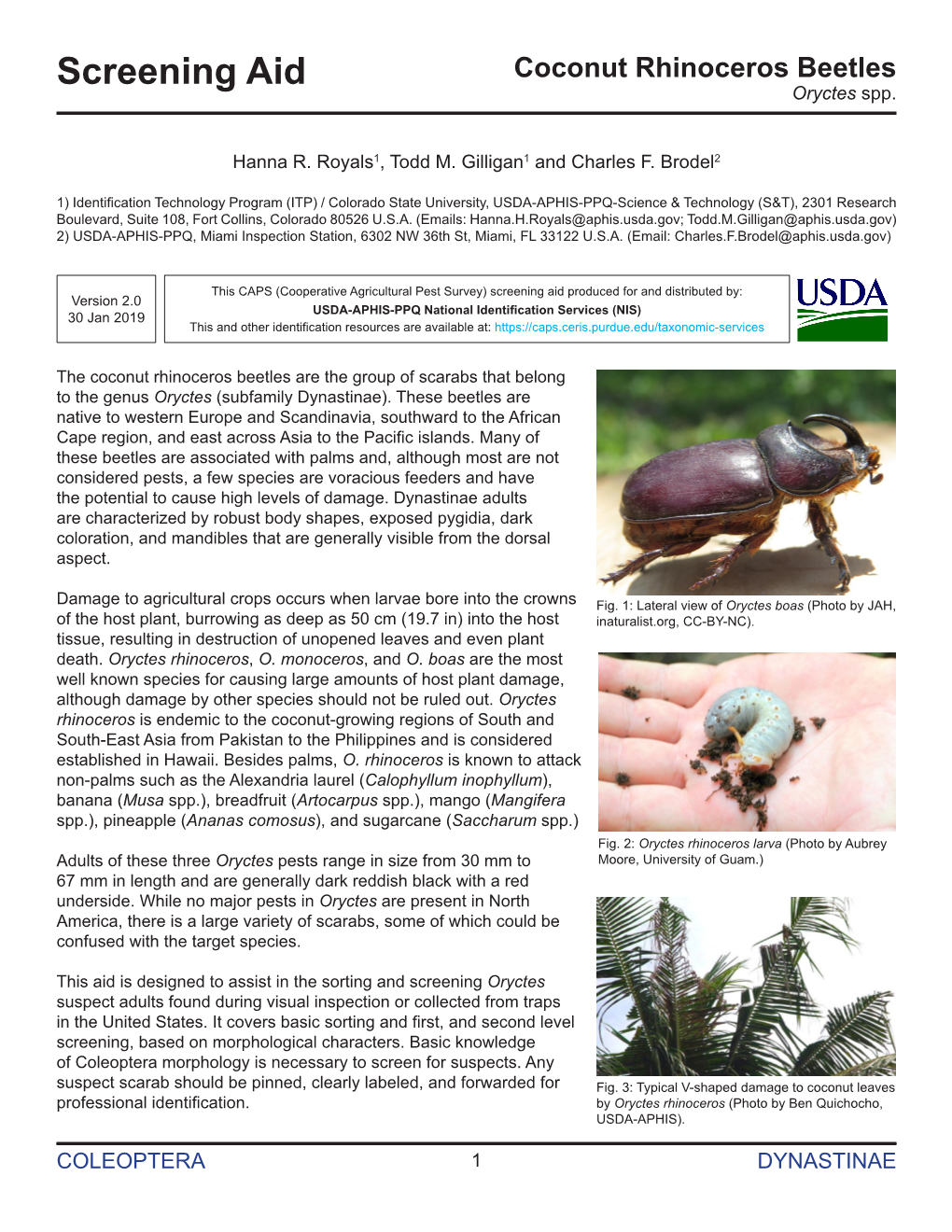 Coconut Rhinoceros Beetles Screening Aid Oryctes Spp