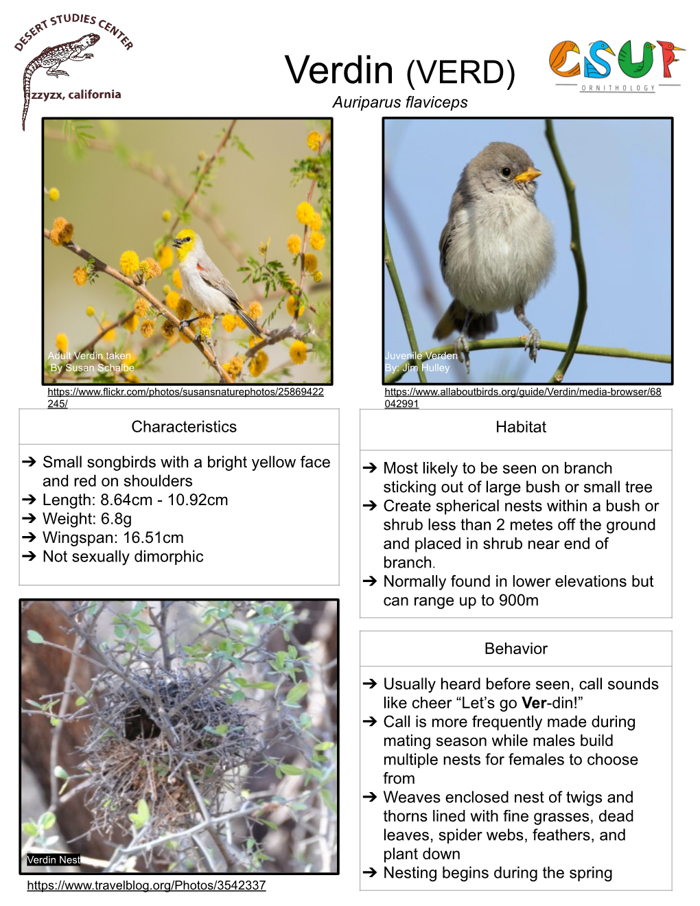 Verdin (VERD) Auriparus Flaviceps