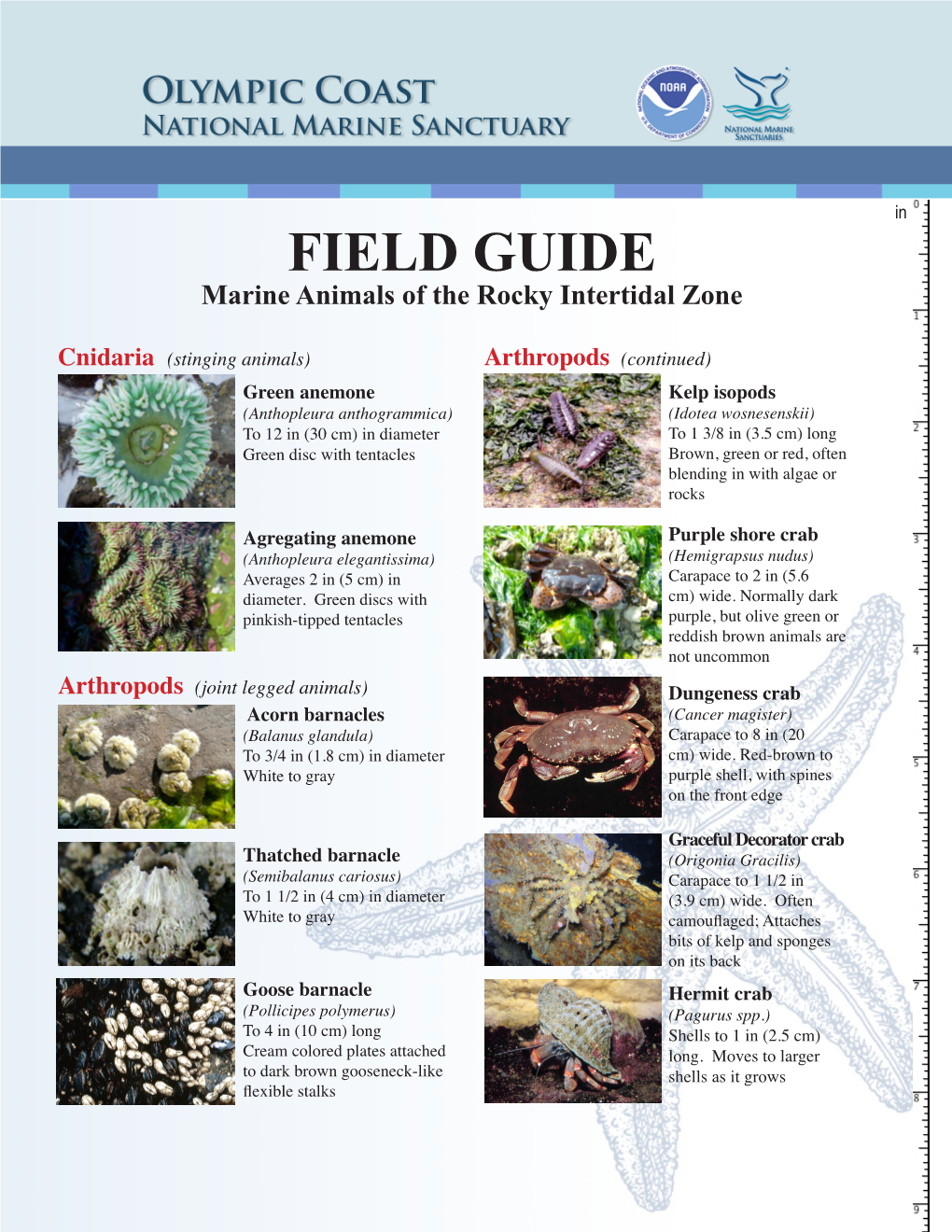 Field Guide: Marine Animals of the Rocky Intertidal Zone