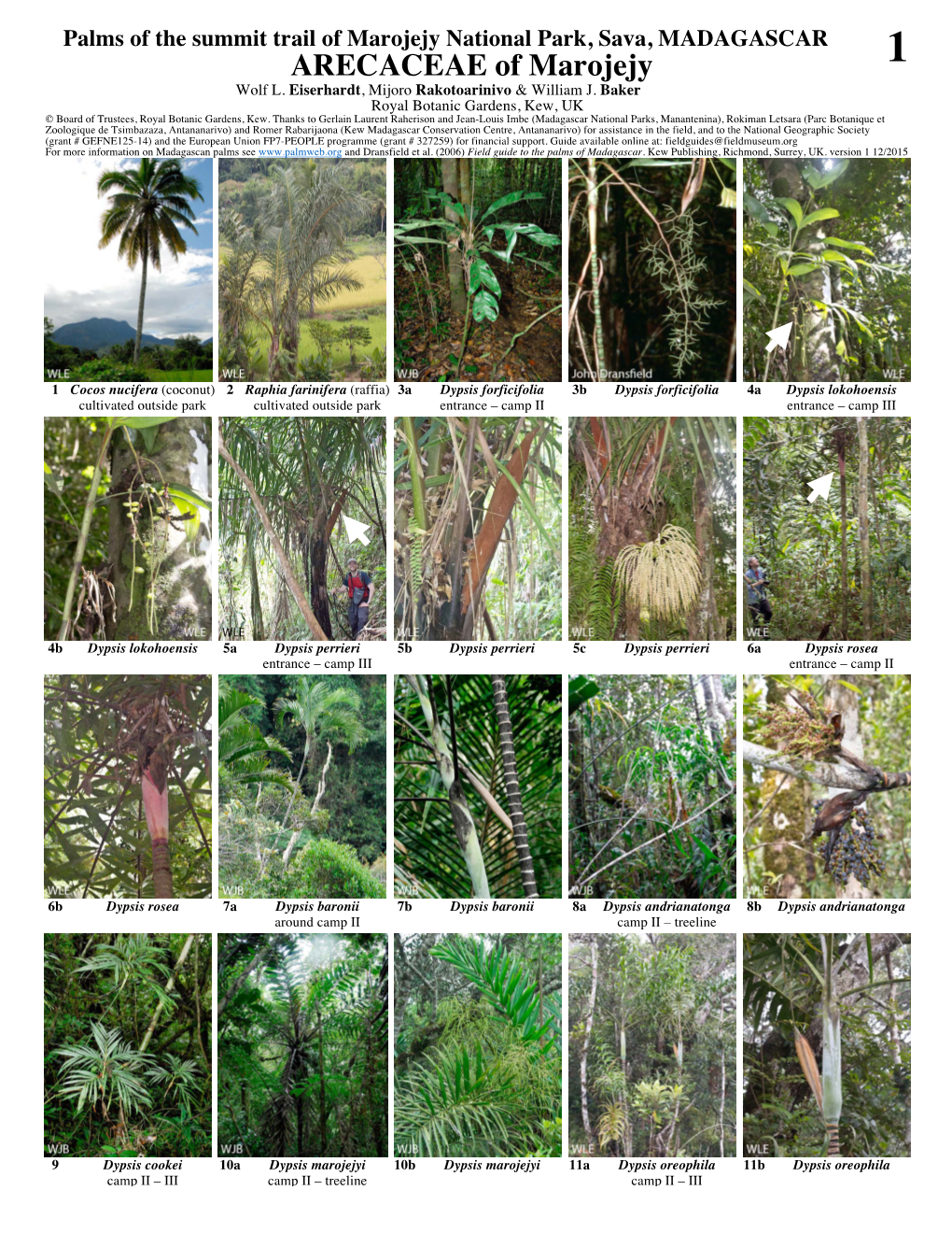 ARECACEAE of Marojejy 1 Wolf L