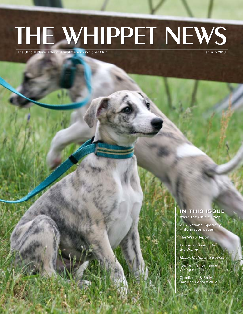 January 2013 Whippet News