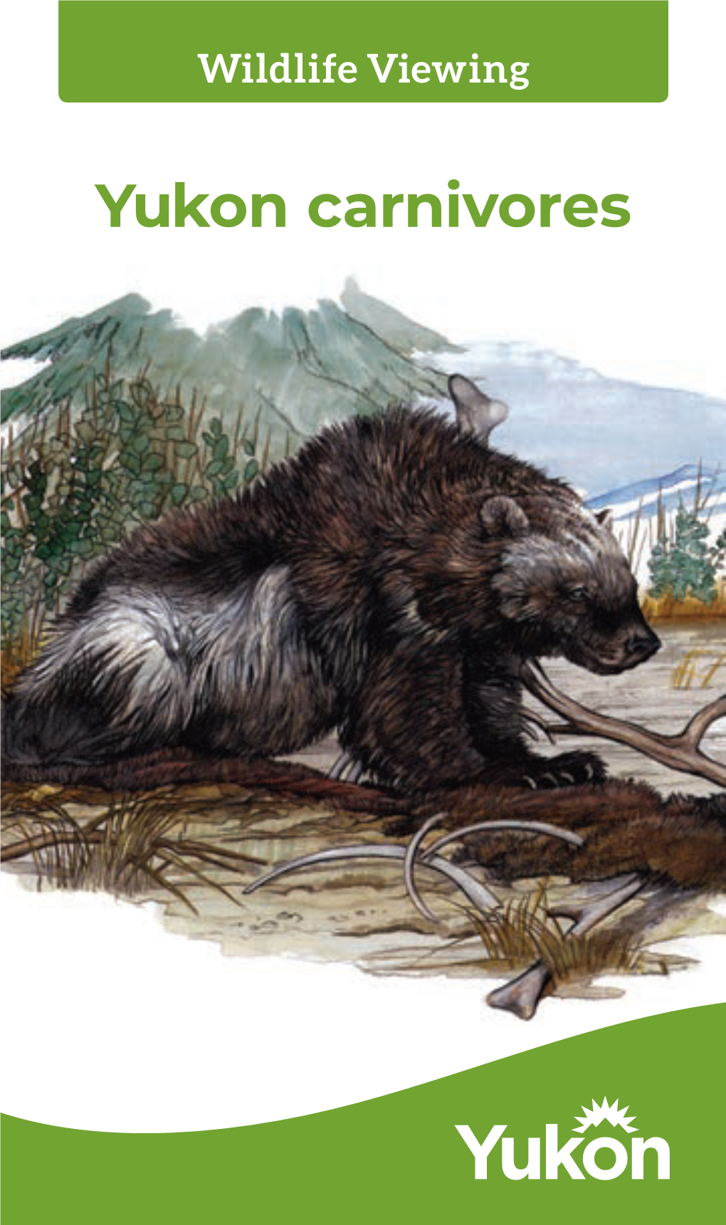 Yukon Carnivores Grey Wolf