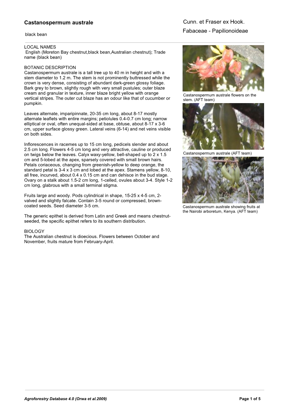 Castanospermum Australe Fabaceae