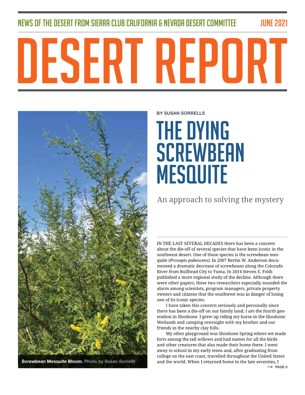 The Dying Screwbean Mesquite