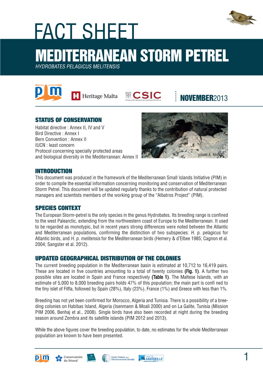 Fact Sheet Mediterranean Storm Petrel Hydrobates Pelagicus Melitensis