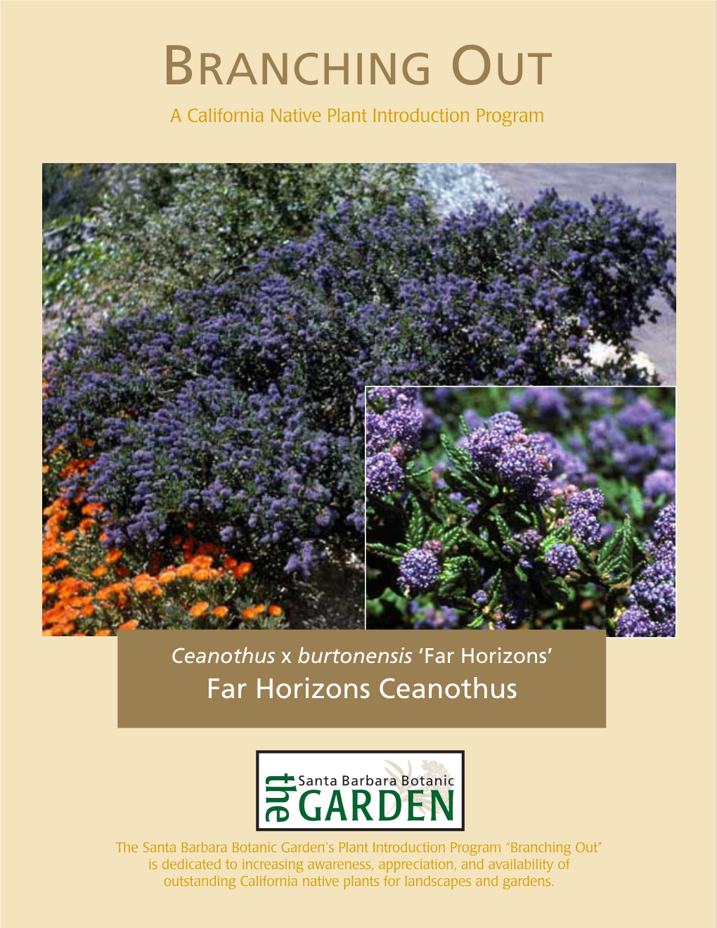 Ceanothus 'Far Horizons'