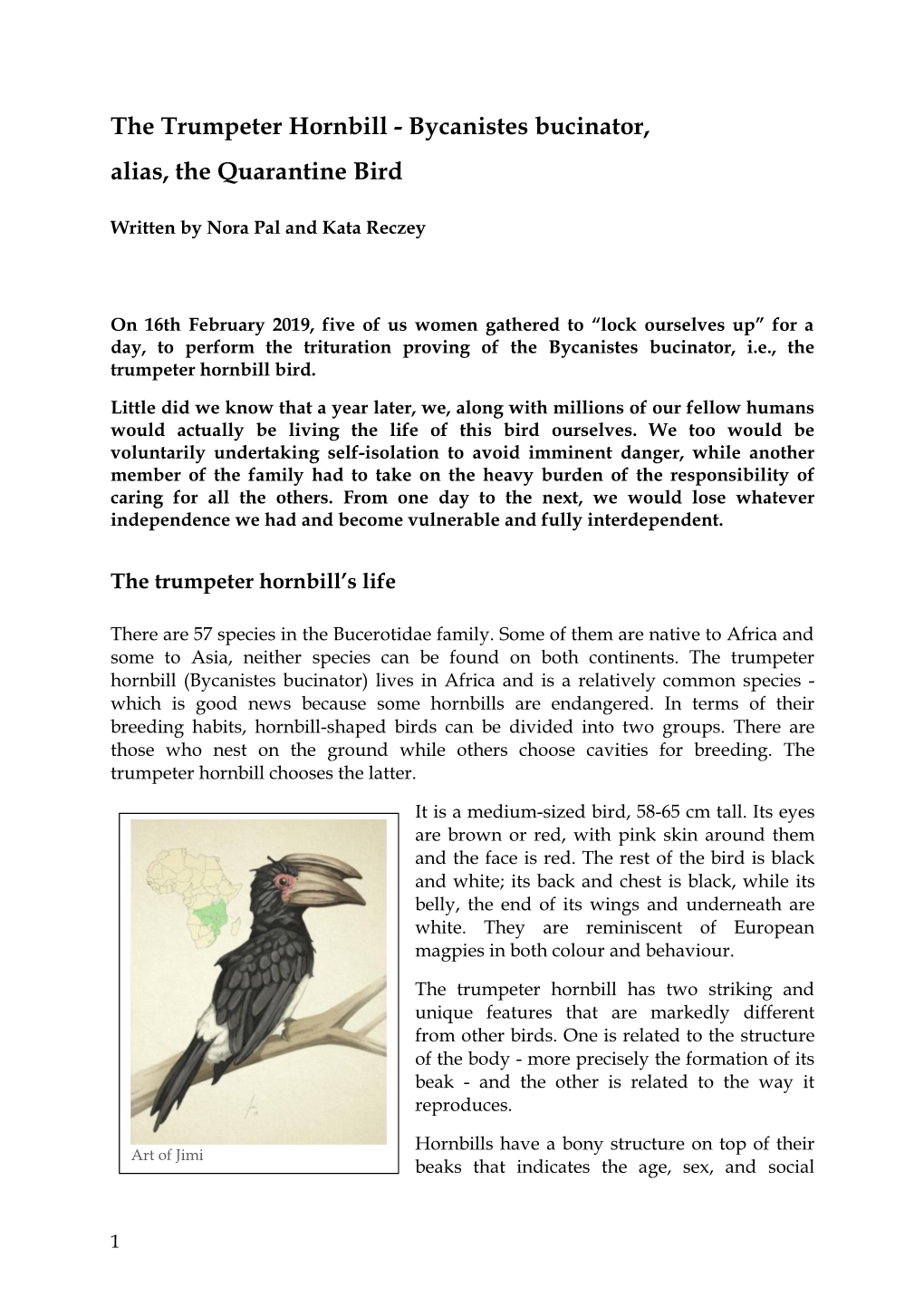 The Trumpeter Hornbill - Bycanistes Bucinator, Alias, the Quarantine Bird