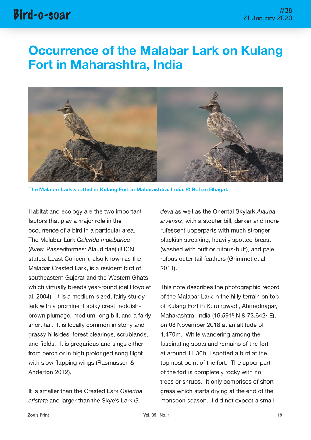 Bird-O-Soar Occurrence of the Malabar Lark on Kulang Fort In