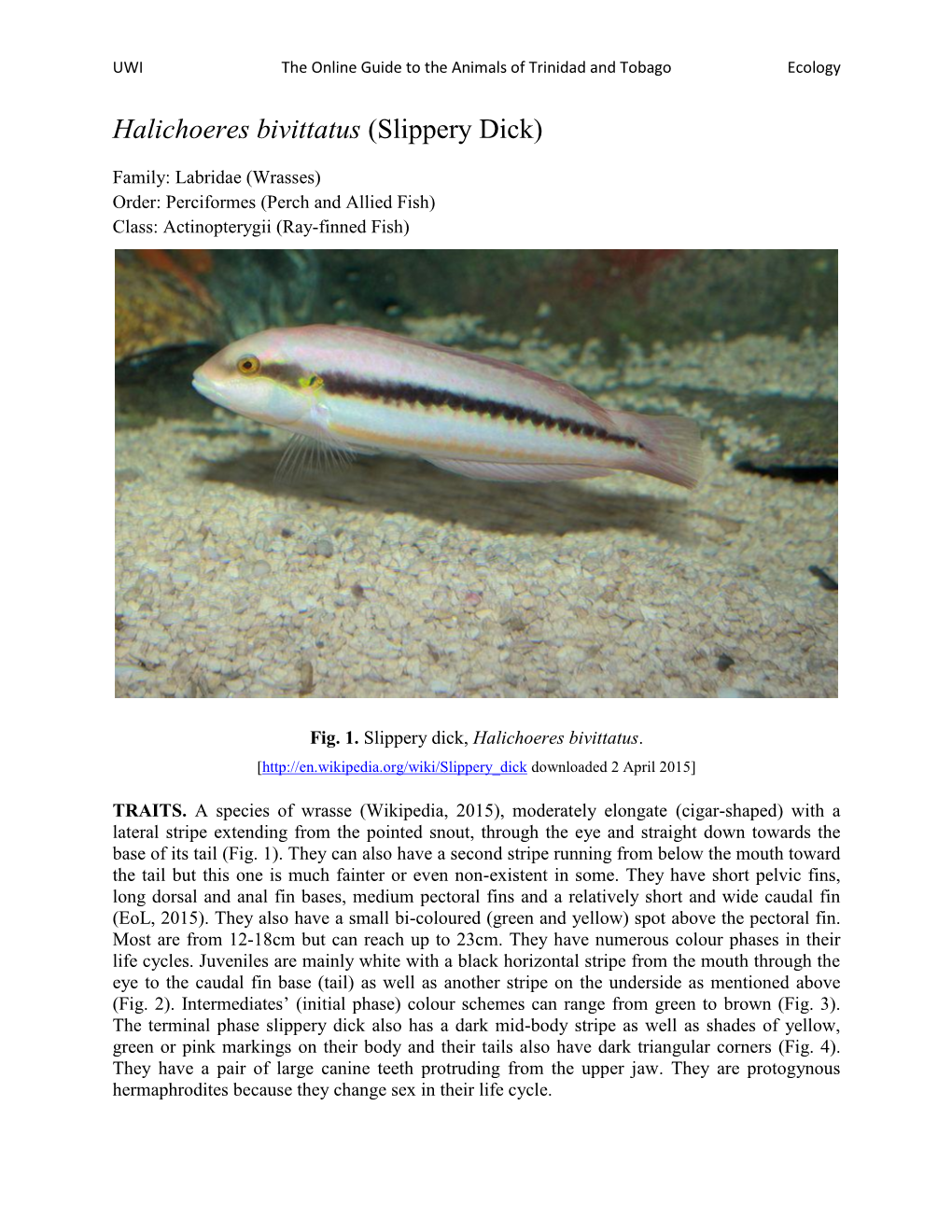 Halichoeres Bivittatus (Slippery Dick)