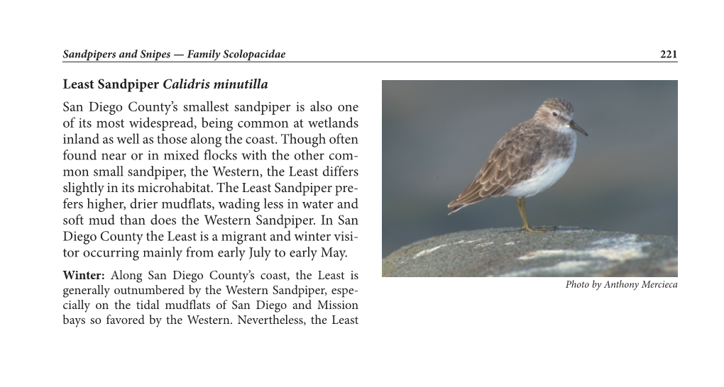 Least Sandpiper Calidris Minutilla San Diego County's Smallest Sandpiper