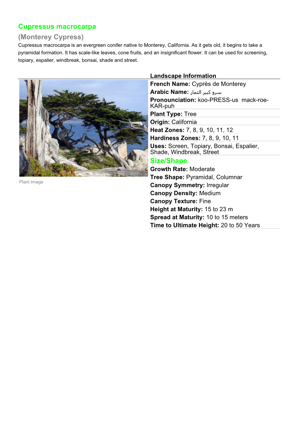 Cupressus Macrocarpa (Monterey Cypress) Cupressus Macrocarpa Is an Evergreen Conifer Native to Monterey, California