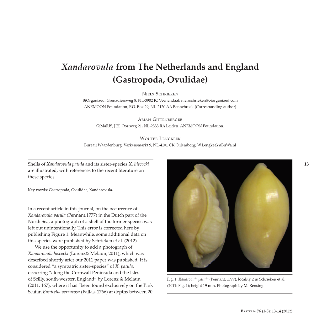 Xandarovula from the Netherlands and England (Gastropoda, Ovulidae)