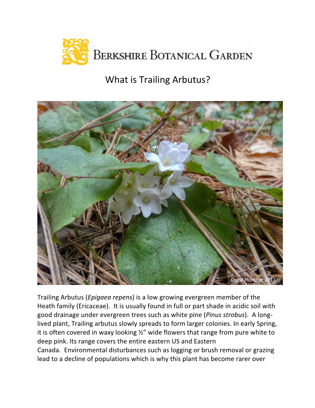 What Is Trailing Arbutus?