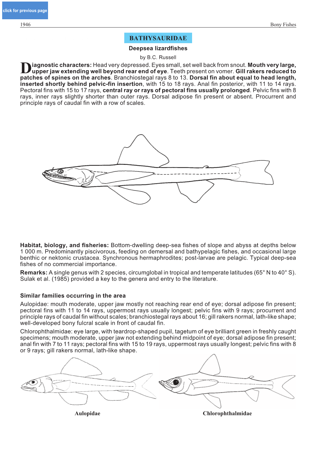 Bathysauridae BATHYSAURIDAE Deepsea Lizardfishes by B.C