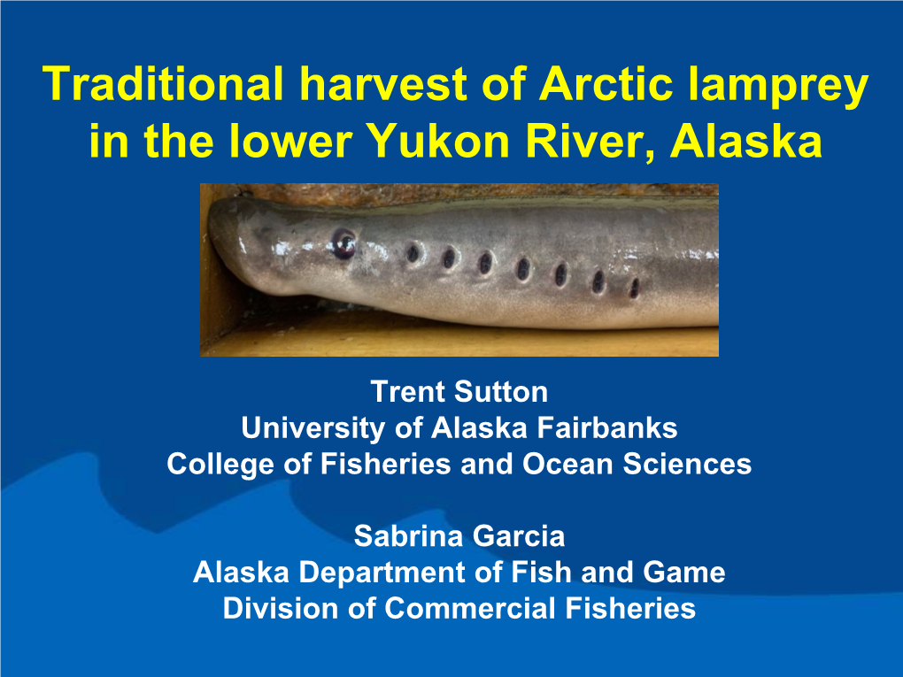 Traditional Harvest of Arctic Lamprey in the Lower Yukon River, Alaska