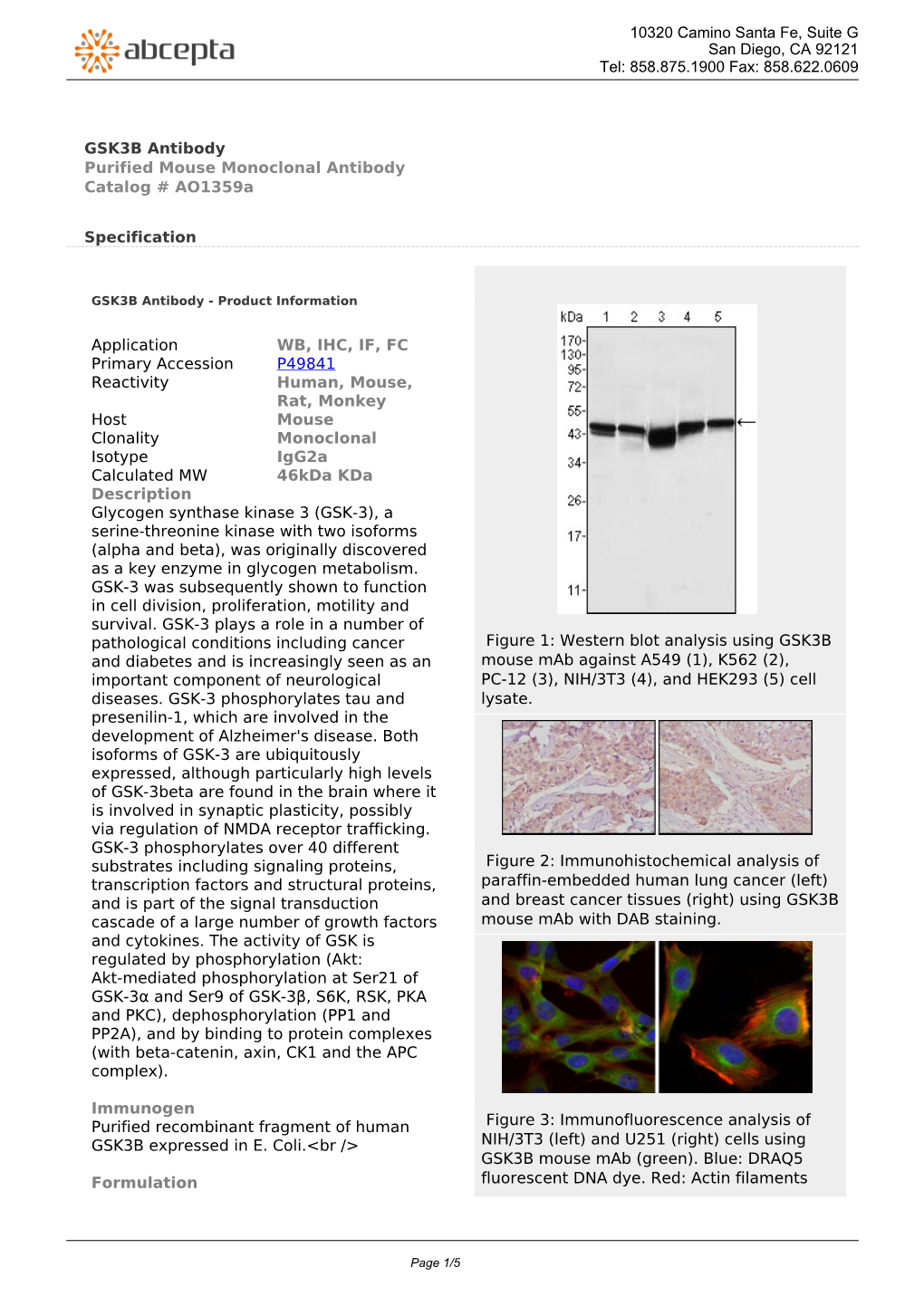 GSK3B Antibody Purified Mouse Monoclonal Antibody Catalog # Ao1359a