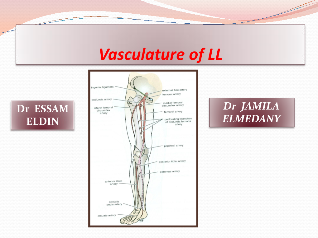 17-Vasculature of Lower Limb.Pdf
