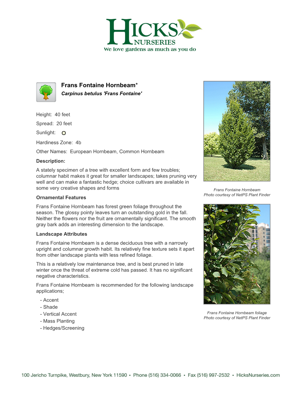 Frans Fontaine Hornbeam* Carpinus Betulus 'Frans Fontaine'