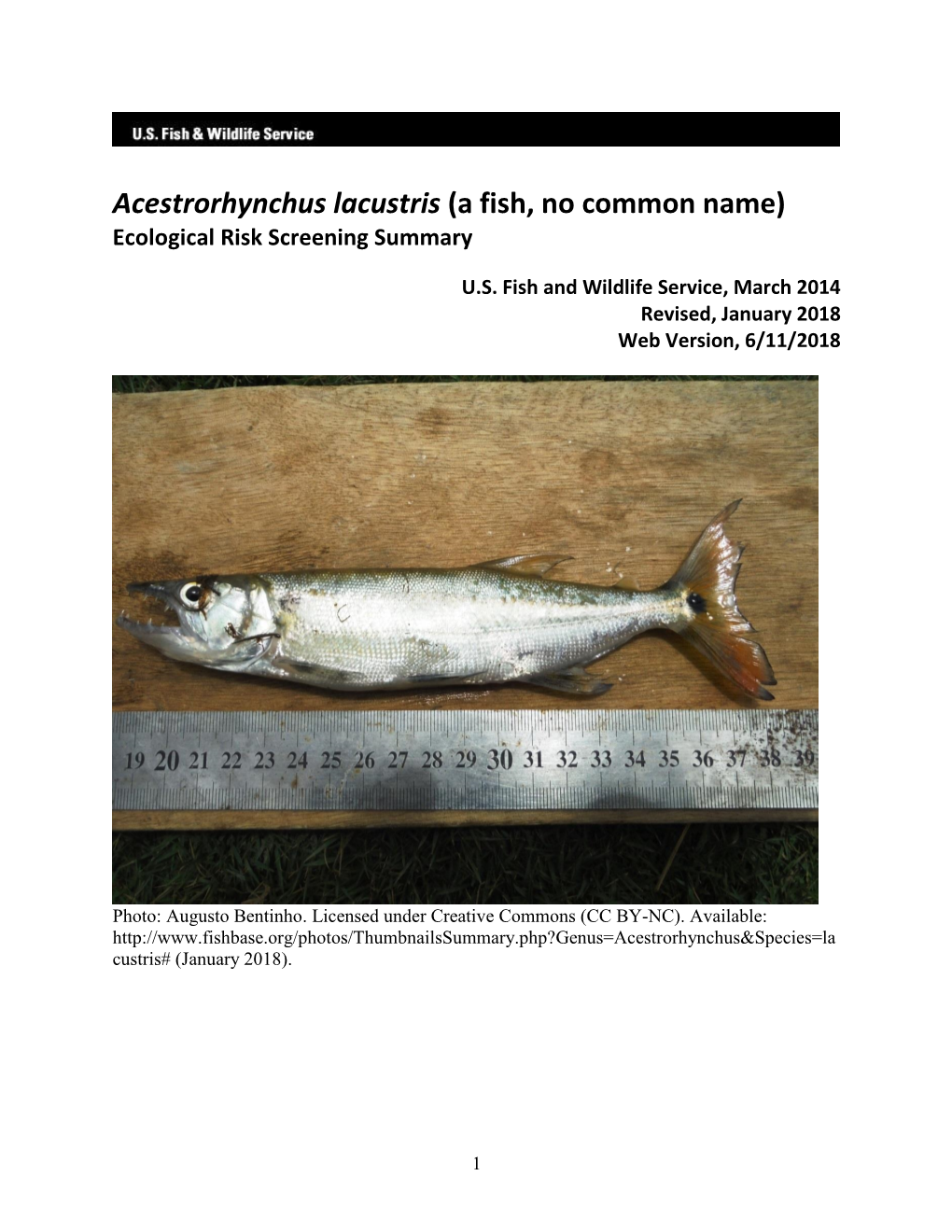 Acestrorhynchus Lacustris (A Fish, No Common Name) Ecological Risk Screening Summary