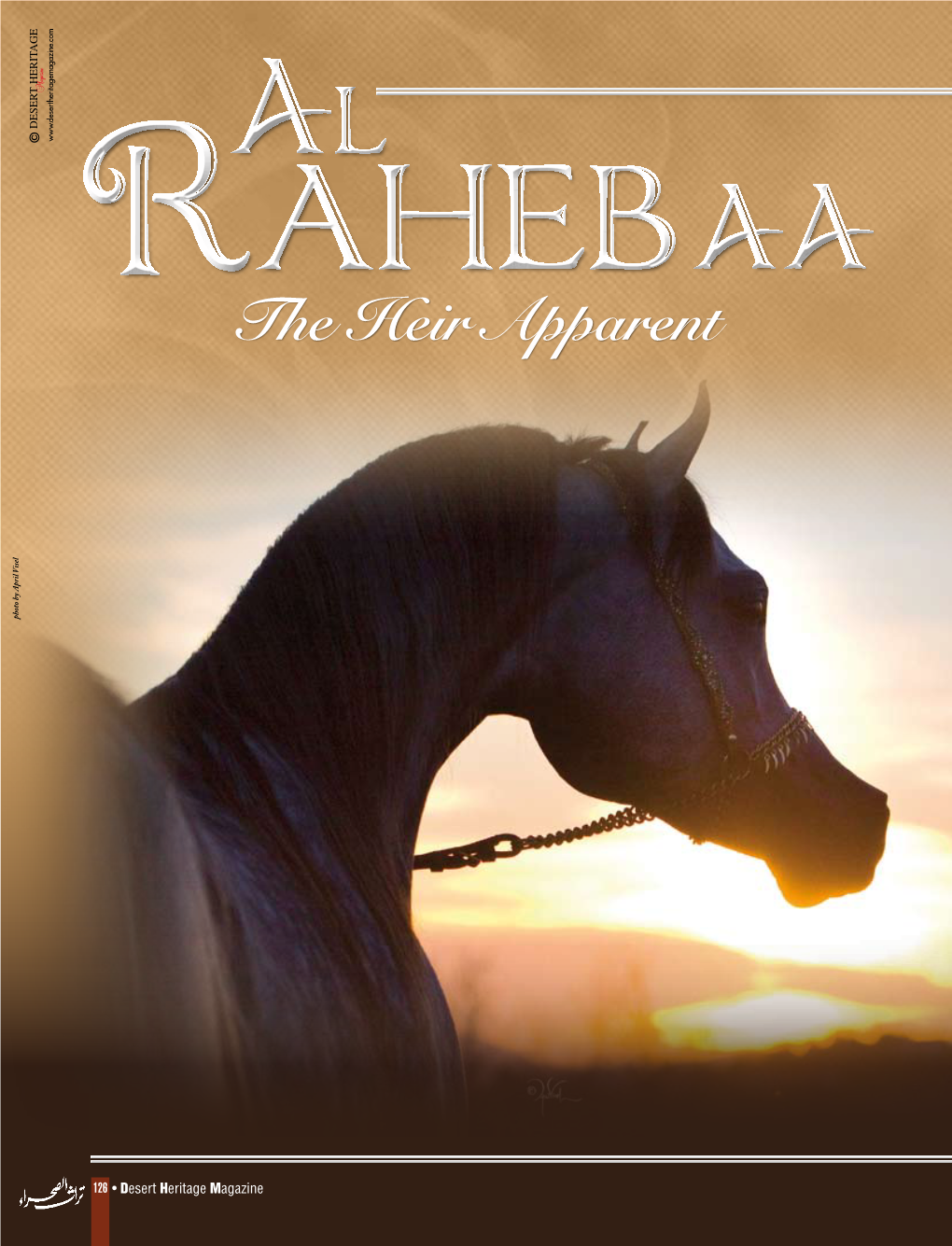 Al Raheb AA (Laheeb X the Vision HG) Is Already a Star, and His Star Is Definitely on the Rise