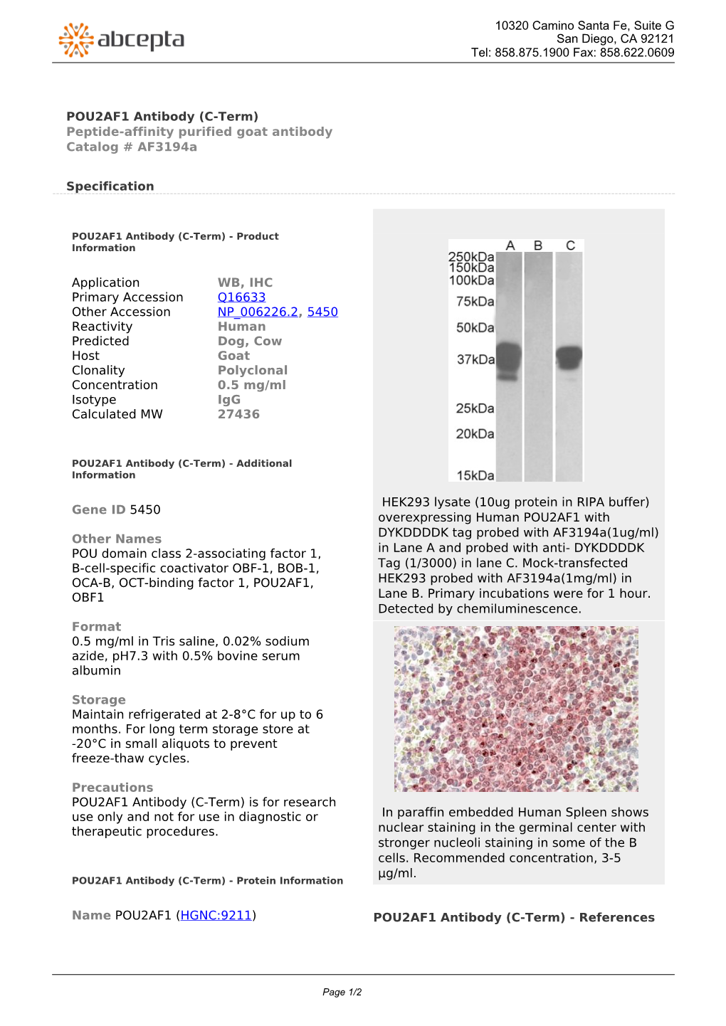 POU2AF1 Antibody (C-Term) Peptide-Affinity Purified Goat Antibody Catalog # Af3194a