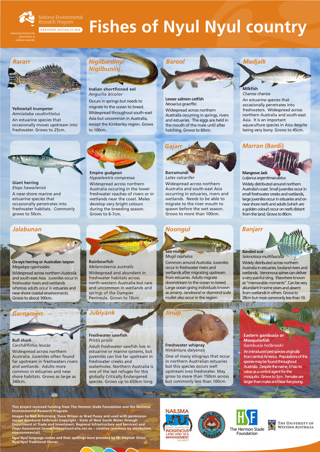 Fishes of Nyul Nyul Country
