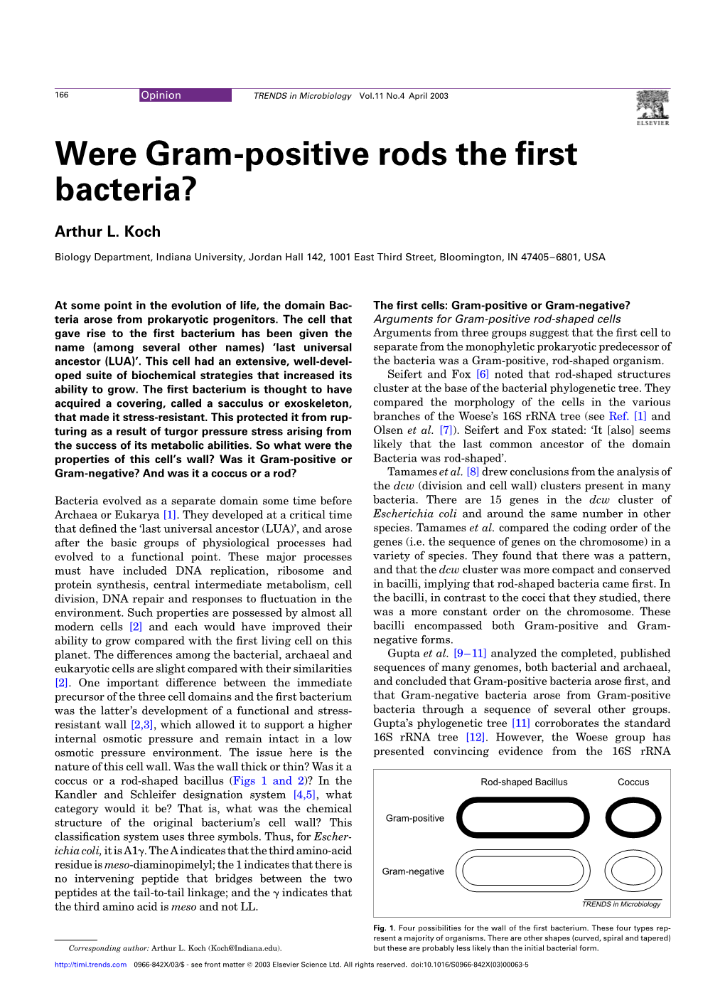 Were Gram-Positive Rods the First Bacteria?