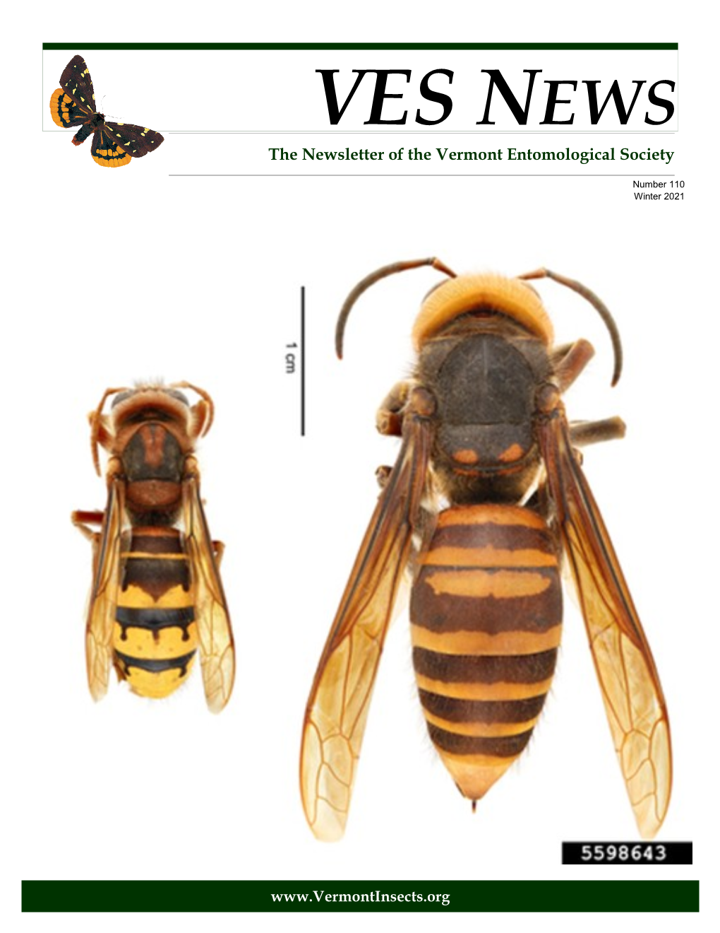 VES NEWS the Newsletter of the Vermont Entomological Society