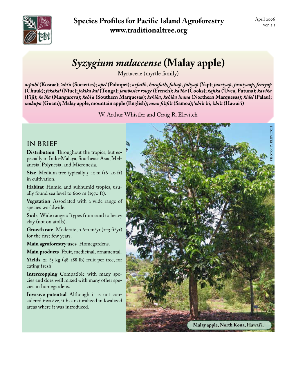 Syzygium Malaccense (Malay Apple)