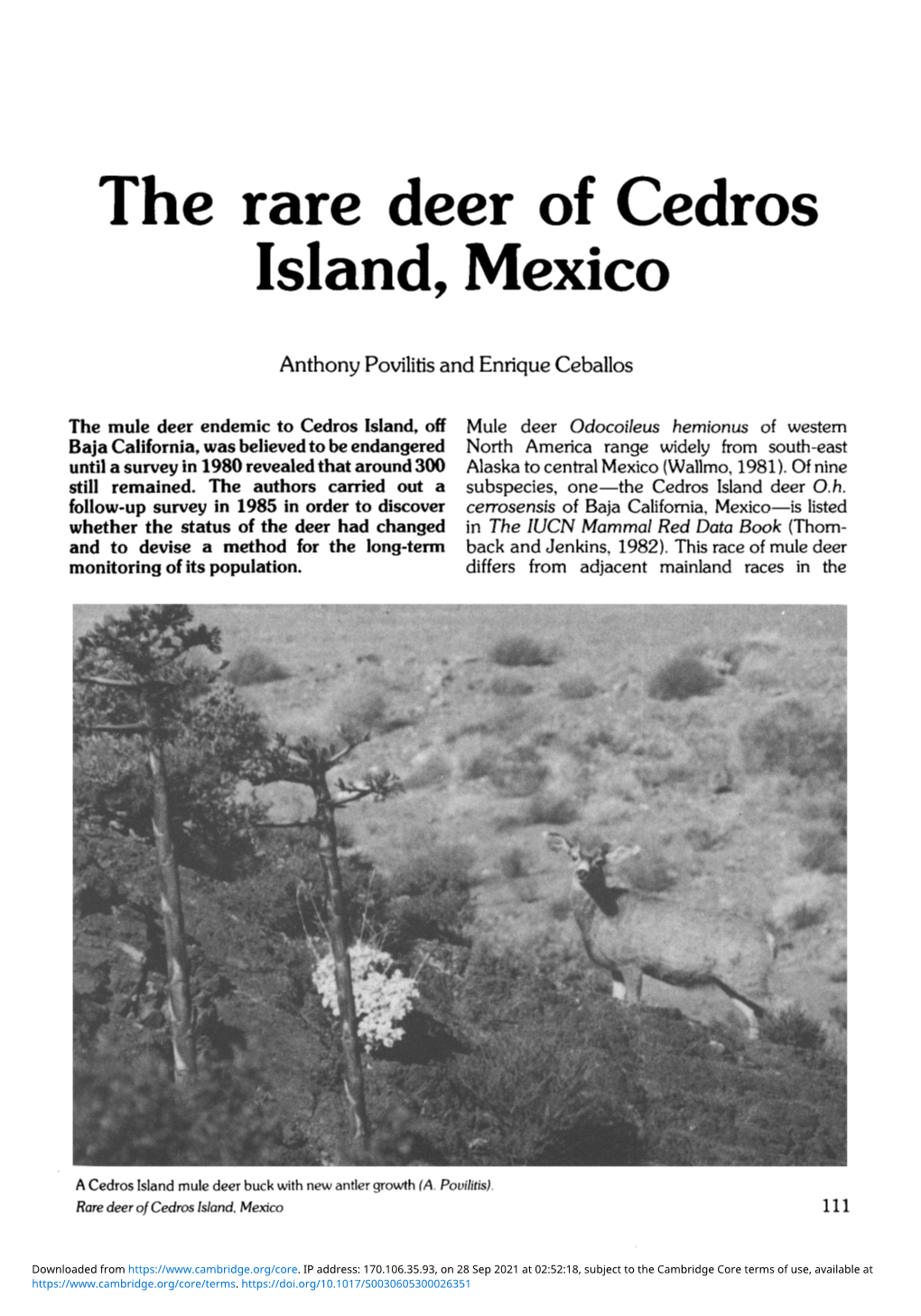 The Rare Deer of Cedros Island, Mexico
