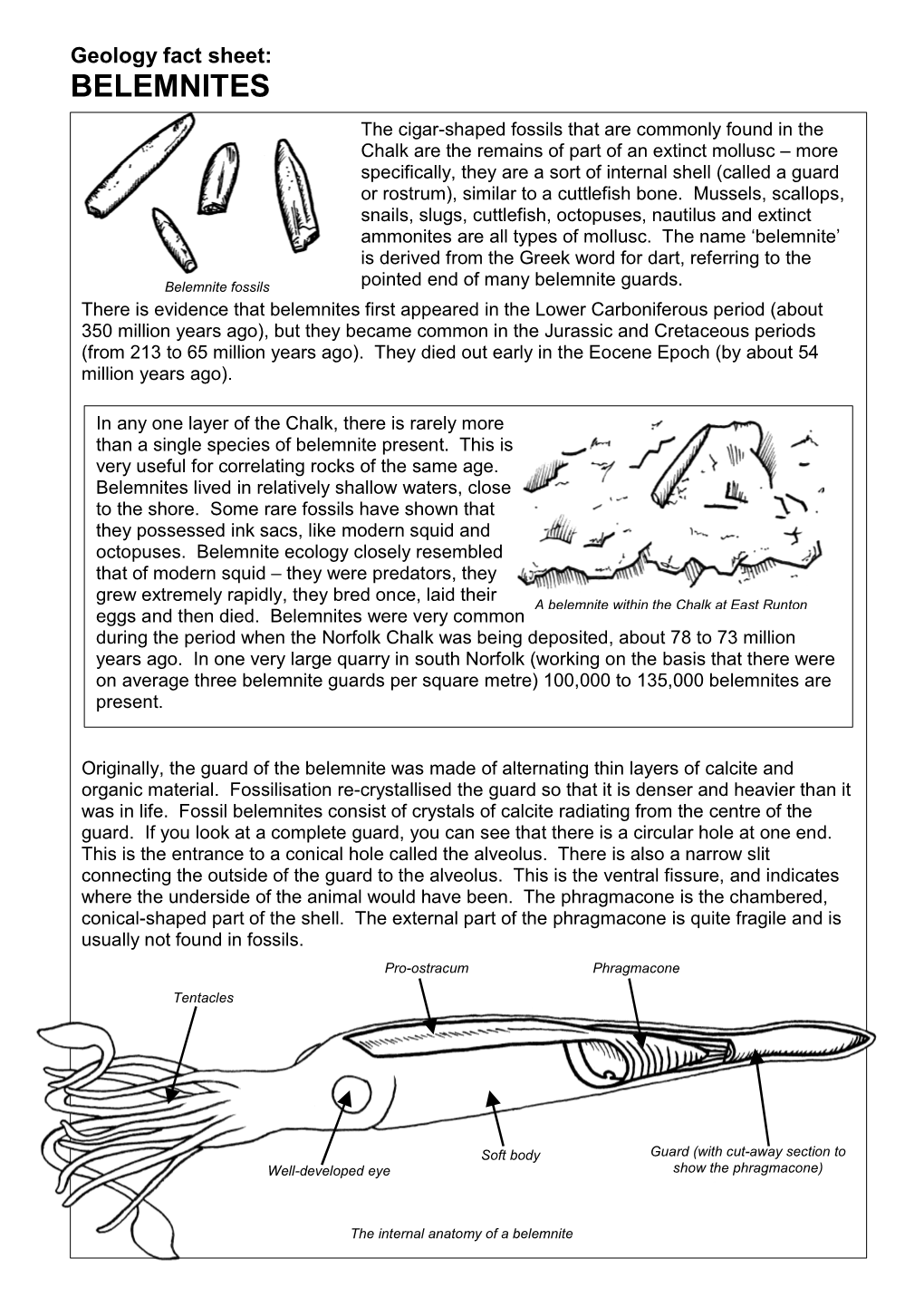 Belemnites Fact Sheet