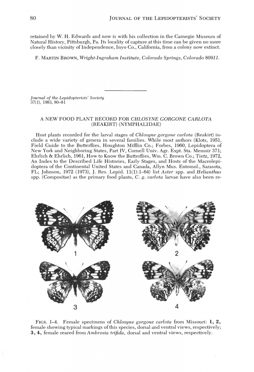 A New Food Plant Record for Chlosyne Gorgone Carlota (Reakirt) (Nymphalidae)