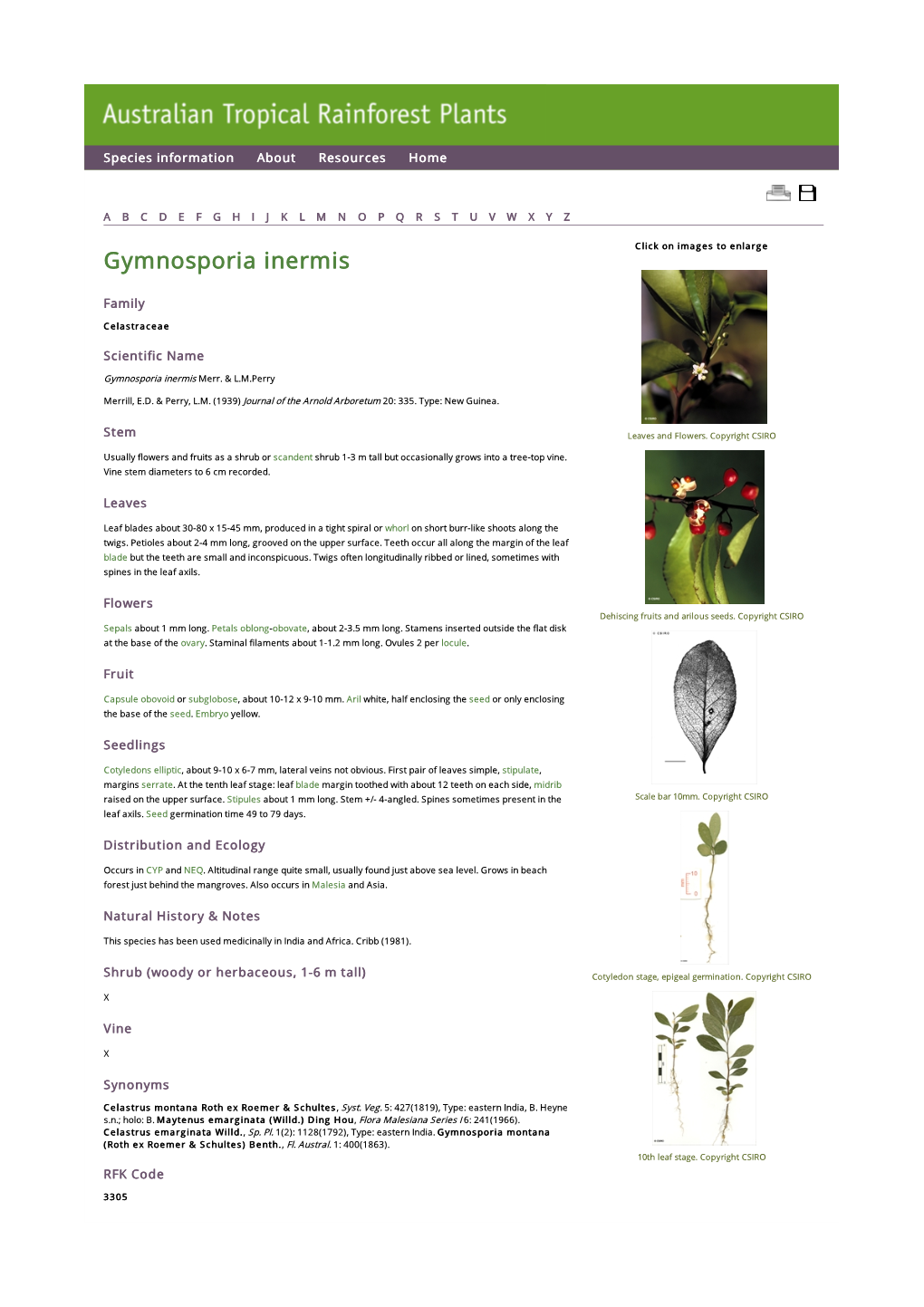 Gymnosporia Inermis Click on Images to Enlarge