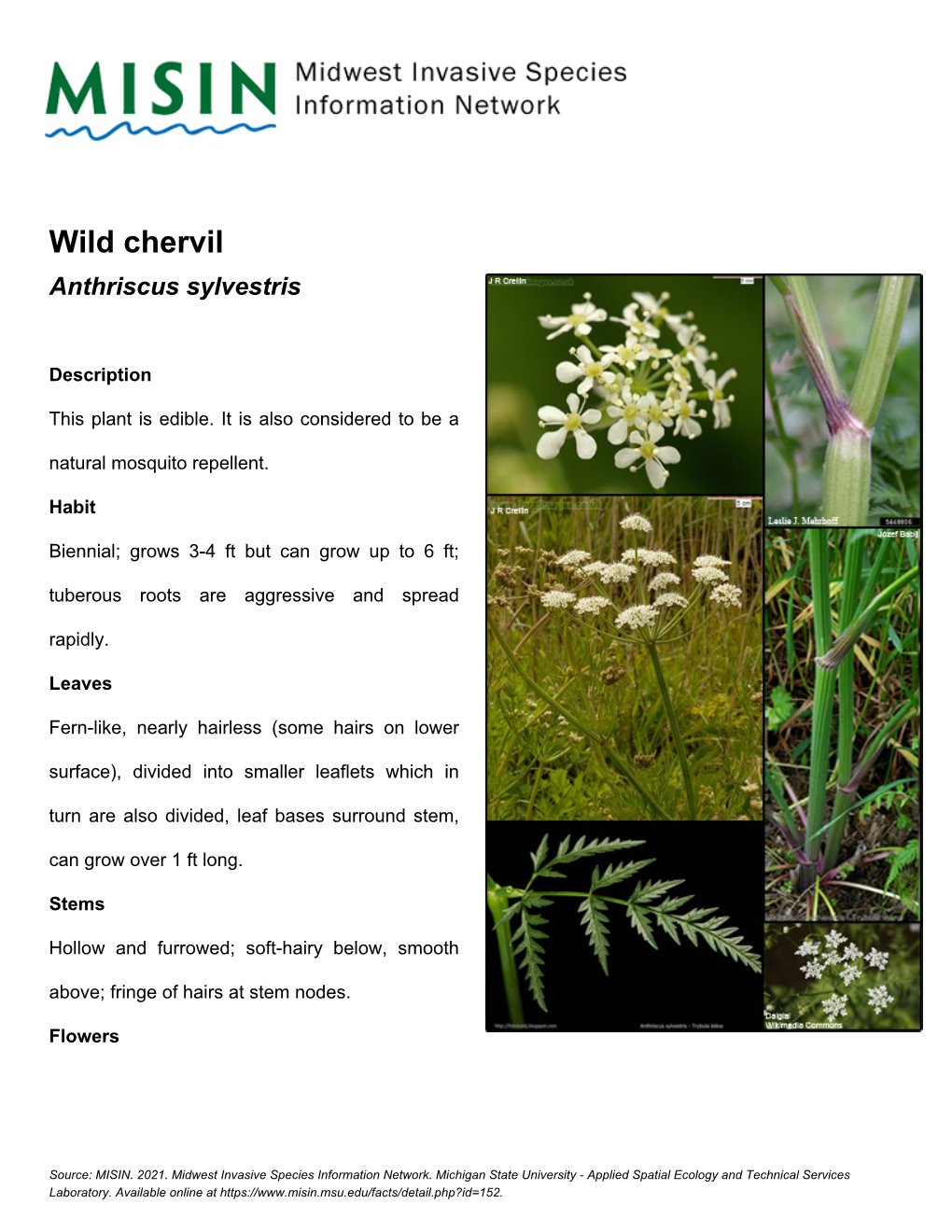 Wild Chervil Anthriscus Sylvestris