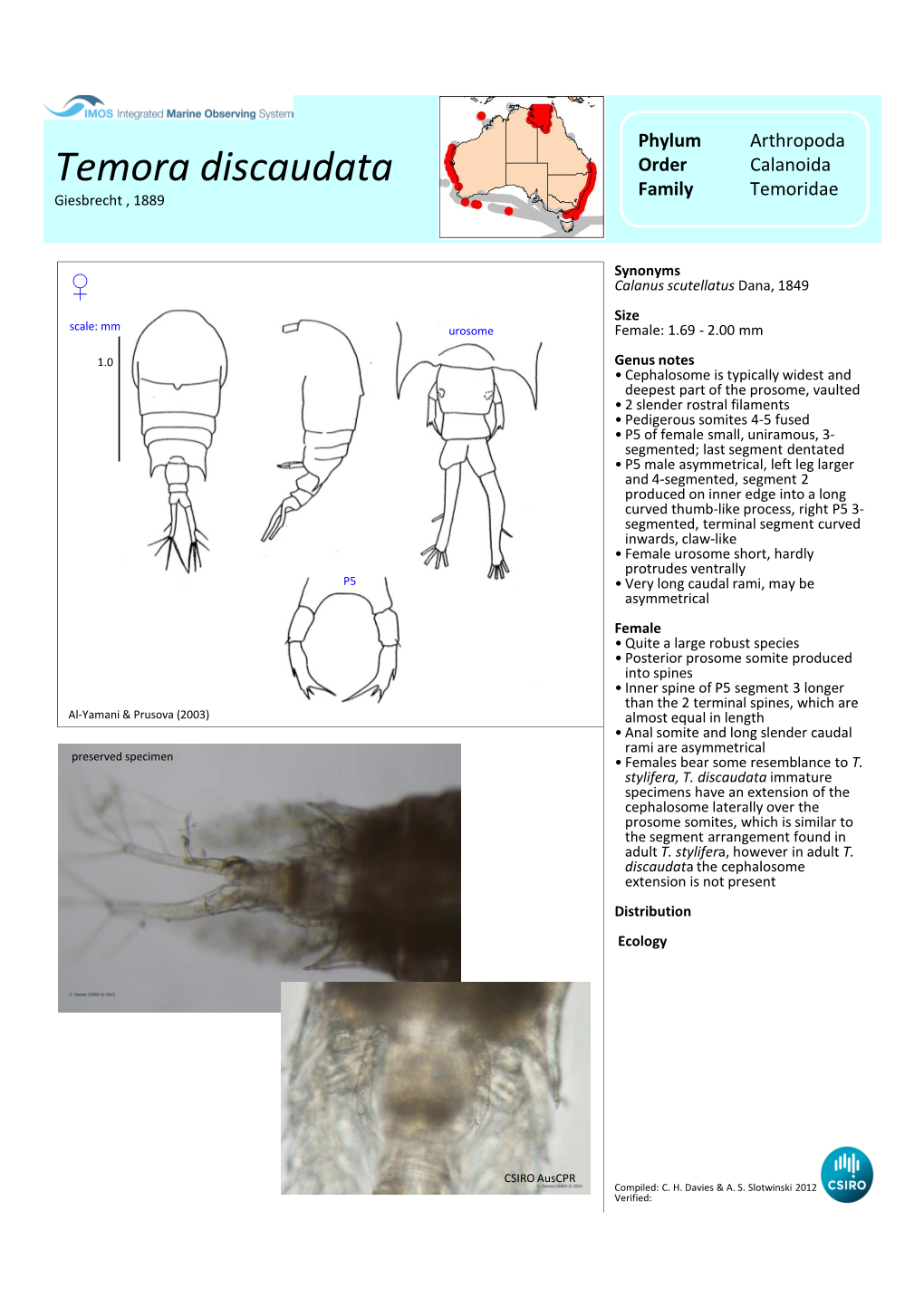 Temora Discaudata Order Calanoida Family Temoridae Giesbrecht , 1889