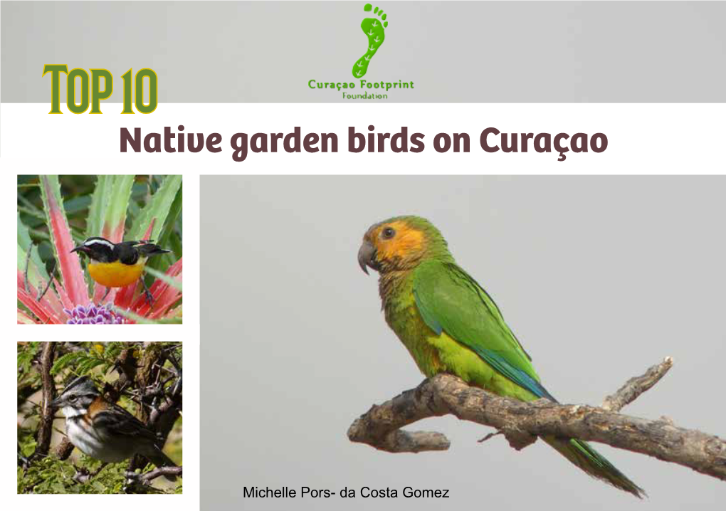 Top 10 Native Garden Birds on Curaçao