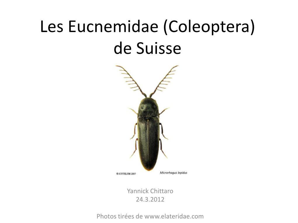 Les Eucnemidae De Suisse