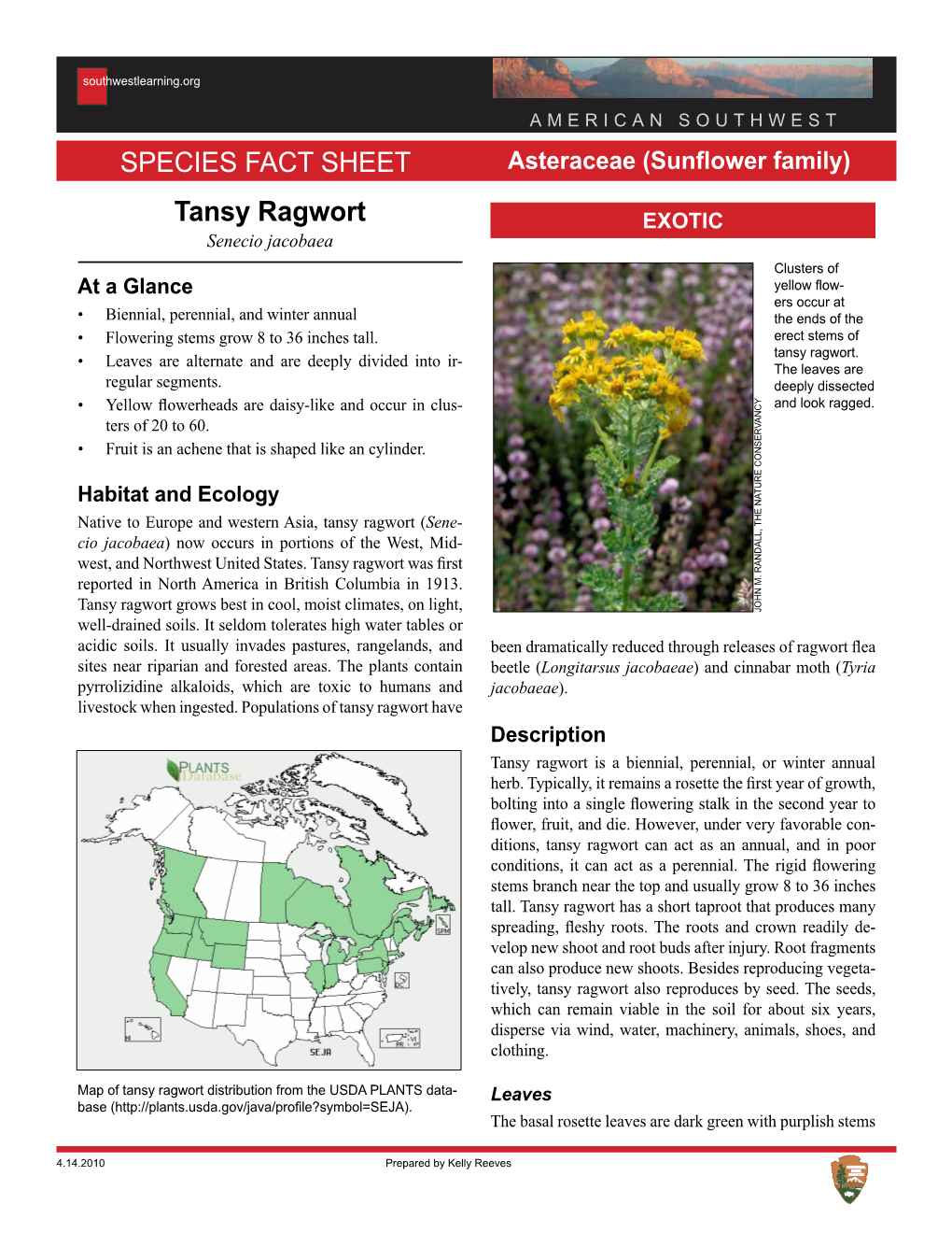 Tansy Ragwort Species Fact Sheet