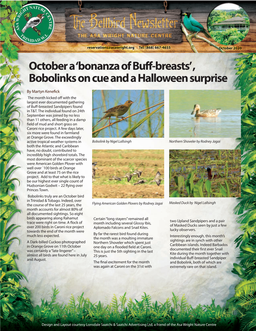 October 2020 October a ‘Bonanza of Buff-Breasts’ , Bobolinks on Cue and a Halloween Surprise