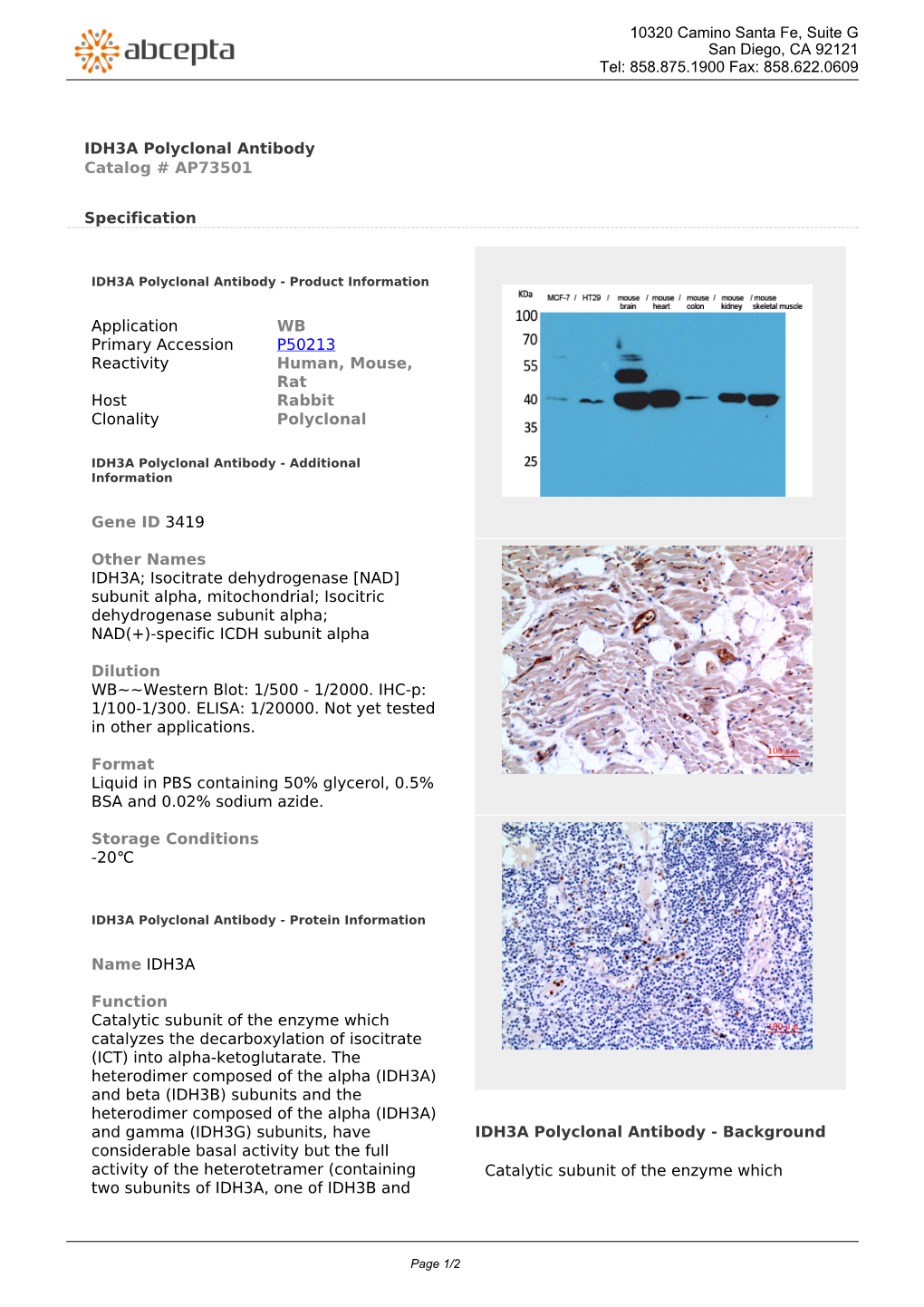 IDH3A Polyclonal Antibody Catalog # AP73501