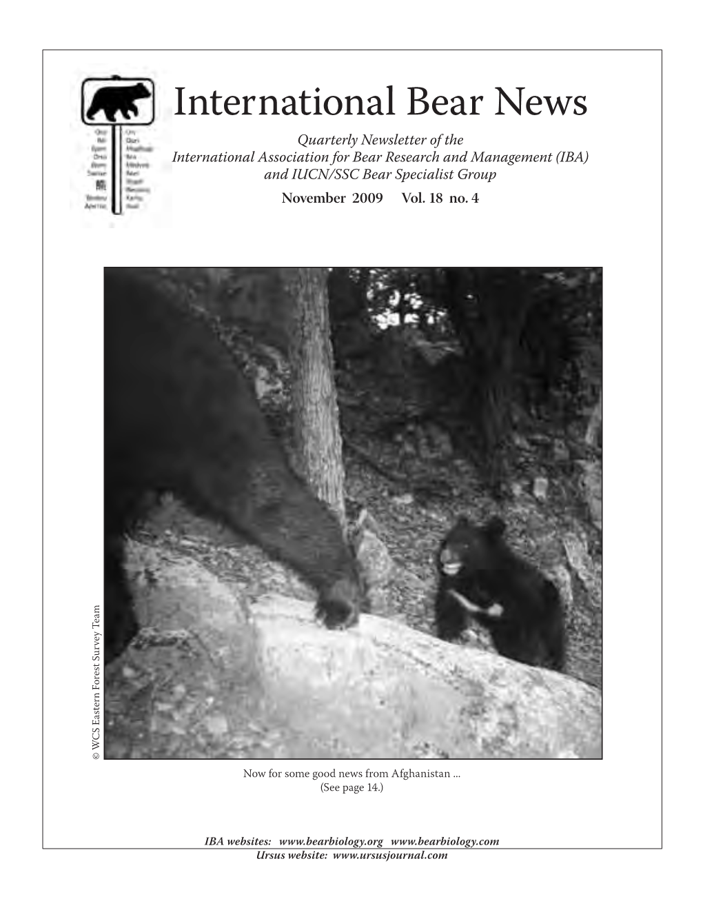 International Bear News