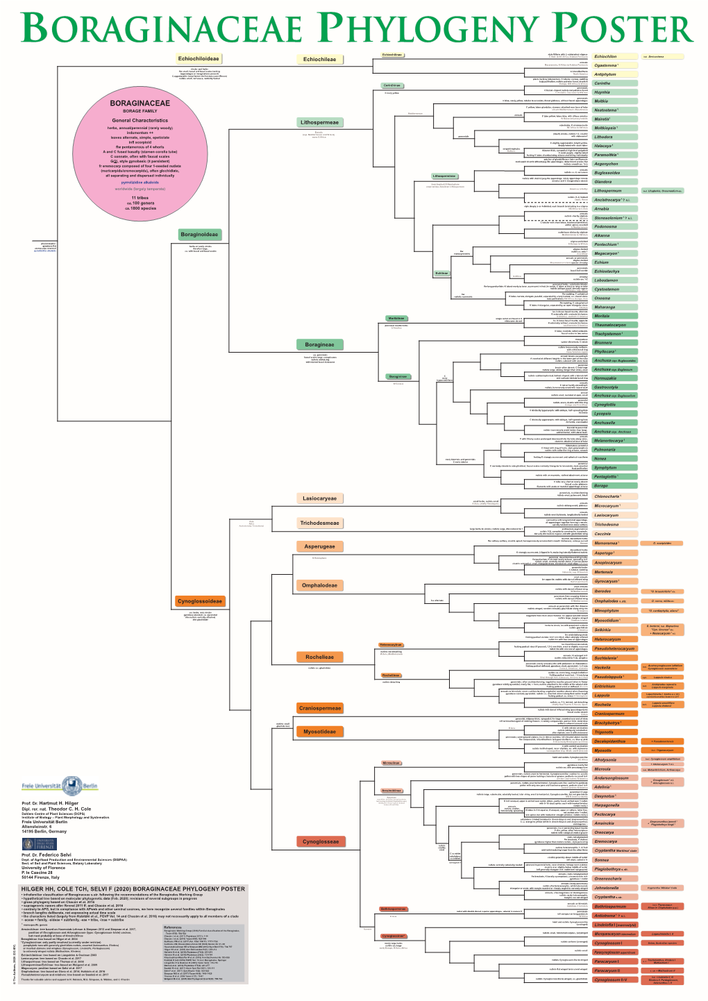 Boraginaceae Phylogeny Poster Echiochilinae Style Filiform with 2 Subterminal Stigmas Echiochiloideae E Med