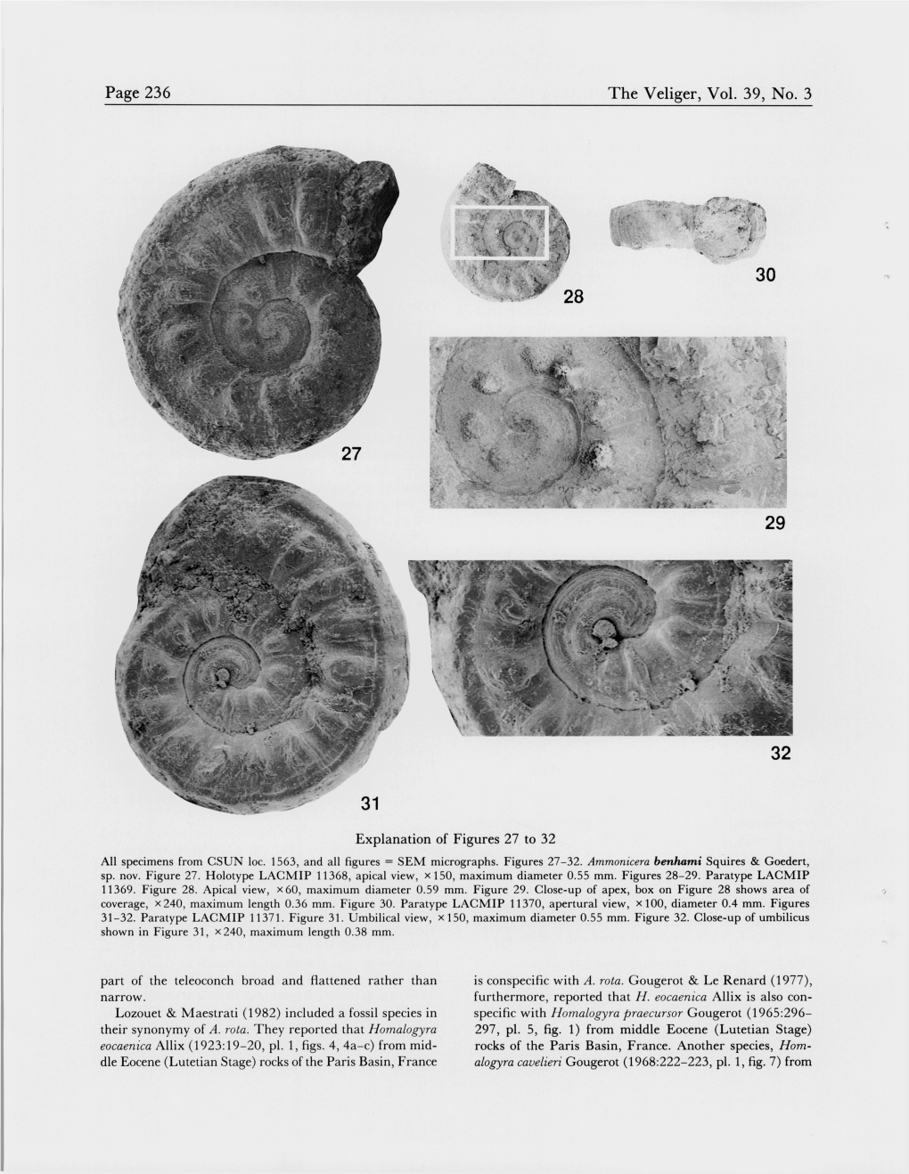 Page 236 the Veliger, Vol. 39, No. 3