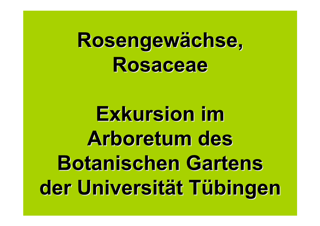 Rosengewächse, Rosaceae Exkursion Im Arboretum Des