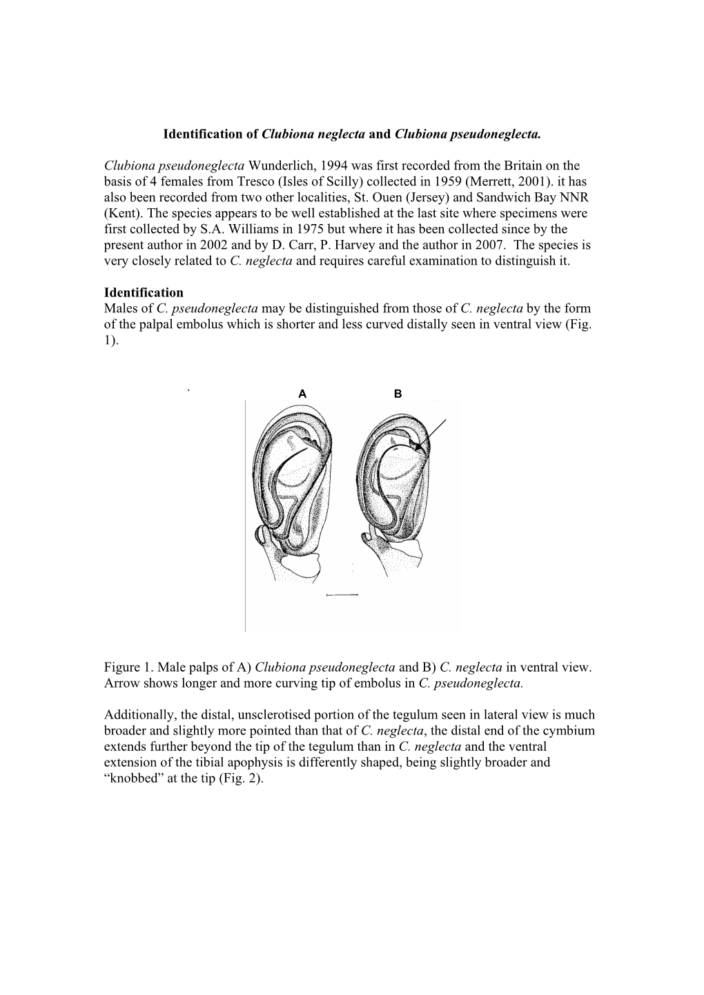 Identification of Clubiona Neglecta and Clubiona Pseudoneglecta