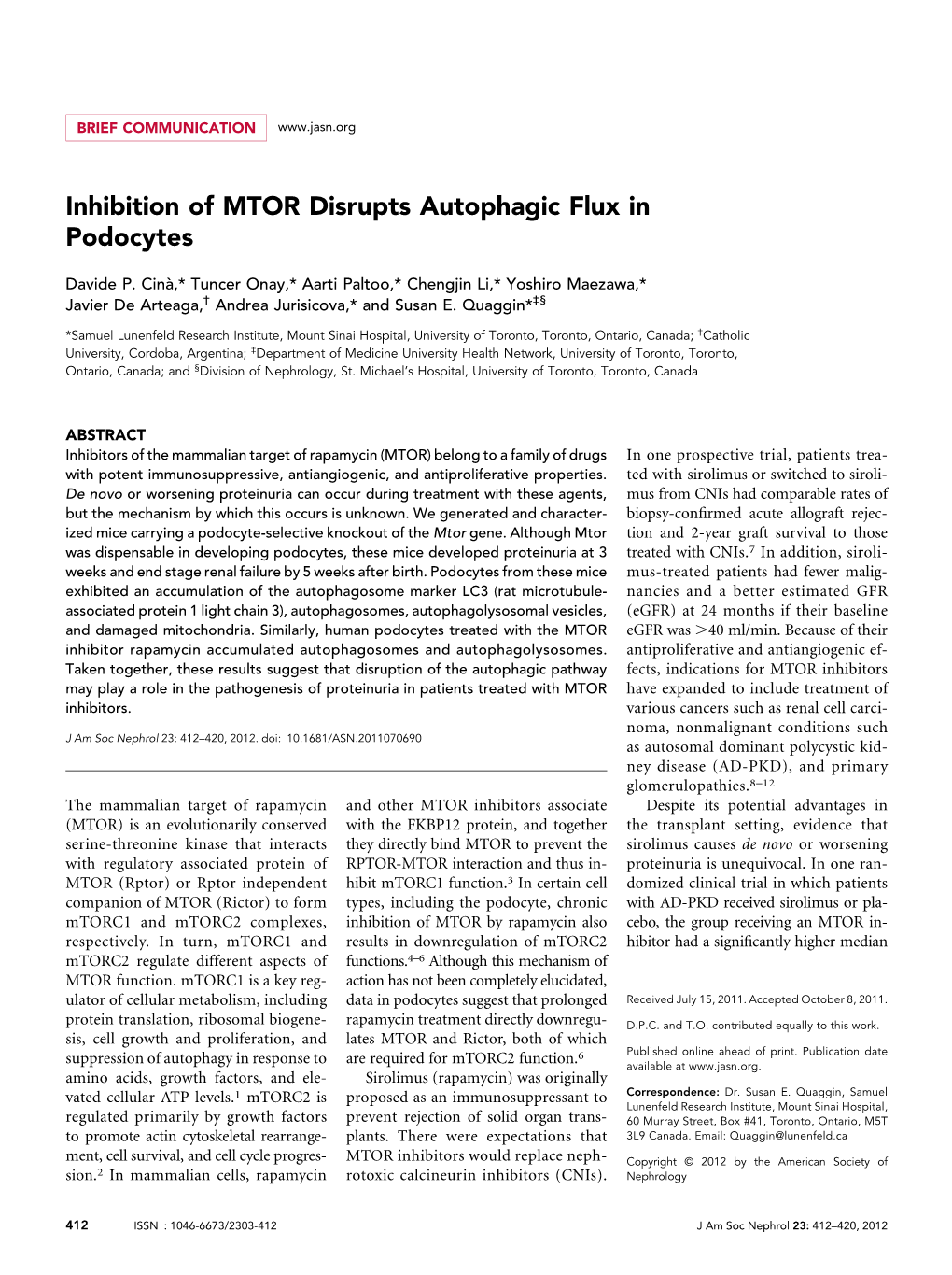 Inhibition of MTOR Disrupts Autophagic Flux in Podocytes