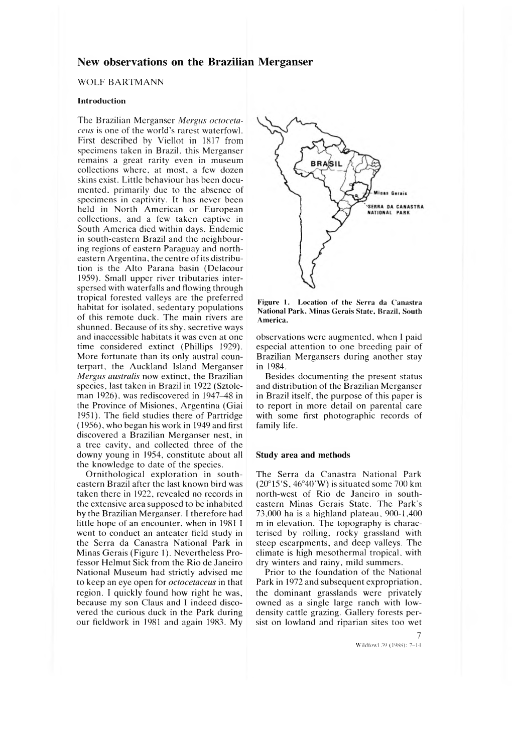 New Observations on the Brazilian Merganser